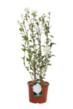 hibiscus syriacus white chiffon ibisco