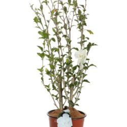 hibiscus syriacus white chiffon ibisco
