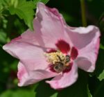 hibiscus syriacus woodbridge ibisco 2