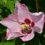 hibiscus syriacus woodbridge ibisco 2