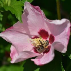 hibiscus syriacus woodbridge ibisco 2