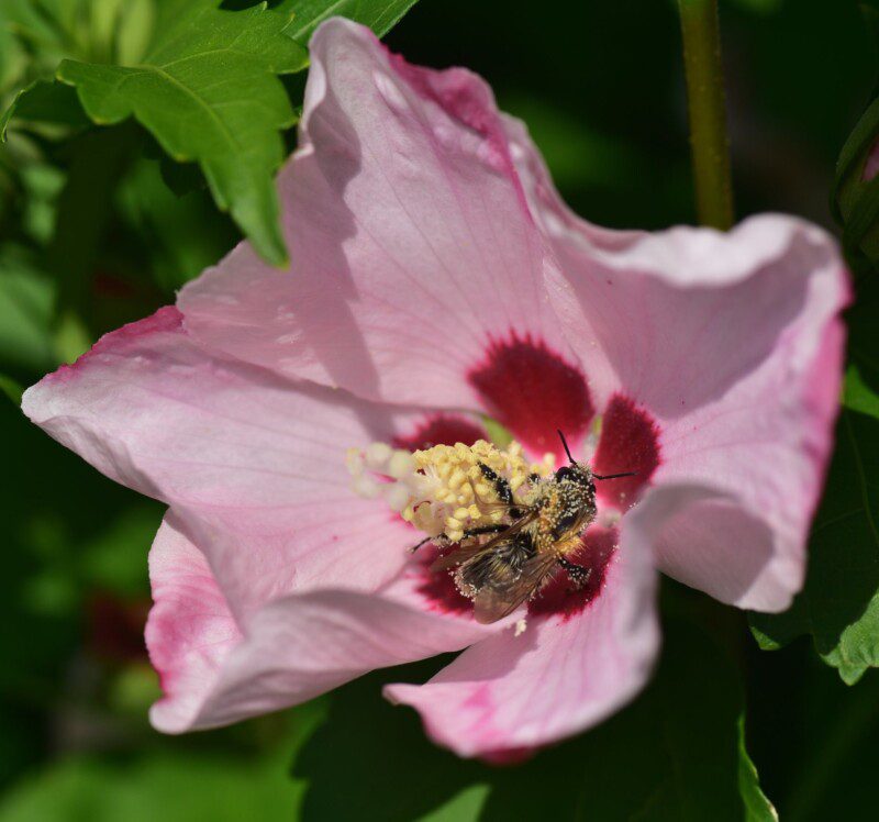hibiscus syriacus woodbridge ibisco 2 hibiscus syriacus woodbridge ibisco 2