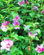 hibiscus syriacus woodbridge ibisco 4