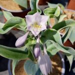 hosta halcyon 1 3