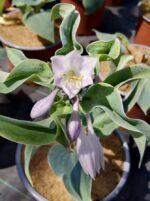 hosta halcyon 1 3