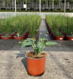 hosta halcyon 5