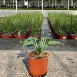 hosta halcyon 5