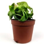 hoya compacta crestata