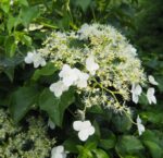 hydrangea anomala petiolaris ortensia 2
