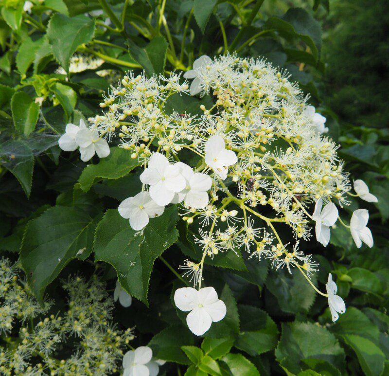 hydrangea anomala petiolaris ortensia 2