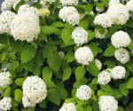 hydrangea arborescens annabelle ortensia