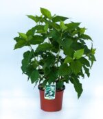 hydrangea arborescens annabelle ortensia 2