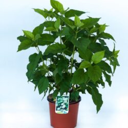 hydrangea arborescens annabelle ortensia 2