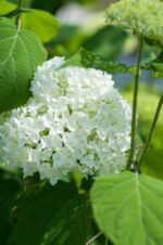 hydrangea arborescens annabelle ortensia 3