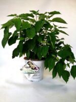 hydrangea arborescens lime rickey ortensia 1