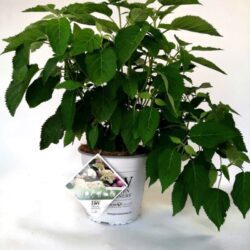 hydrangea arborescens lime rickey ortensia 1