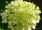 hydrangea arborescens lime rickey ortensia 2