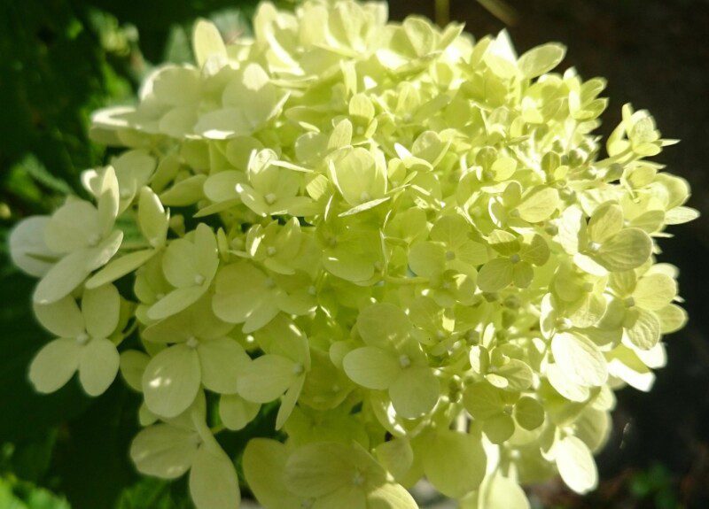 hydrangea arborescens lime rickey ortensia 2 hydrangea arborescens lime rickey ortensia 2