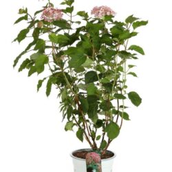 hydrangea arborescens pink annabelle ortensia 1