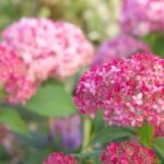 hydrangea arborescens pink annabelle ortensia 2