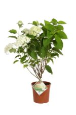 hydrangea arborescens strong annabelle ortensia 1