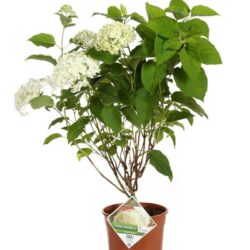 hydrangea arborescens strong annabelle ortensia 1