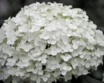 hydrangea arborescens strong annabelle ortensia 2