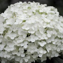 hydrangea arborescens strong annabelle ortensia 2