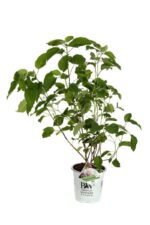 hydrangea arborescens sweet annabelle ortensia 1