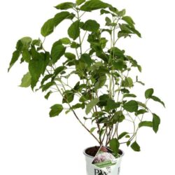 hydrangea arborescens sweet annabelle ortensia 1