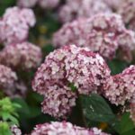 hydrangea arborescens sweet annabelle ortensia 2