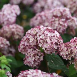hydrangea arborescens sweet annabelle ortensia 2