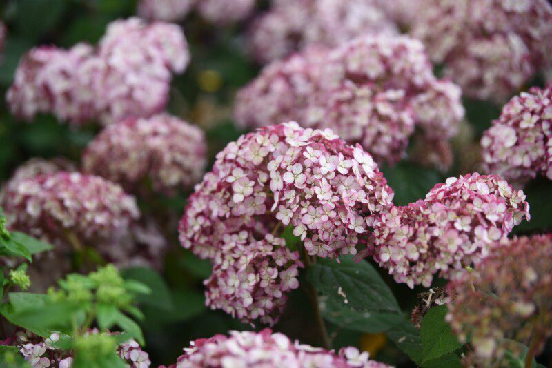 hydrangea arborescens sweet annabelle ortensia 2 hydrangea arborescens sweet annabelle ortensia 2