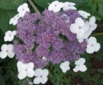 hydrangea aspera macrophylla ortensia