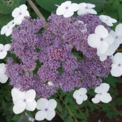hydrangea aspera macrophylla ortensia
