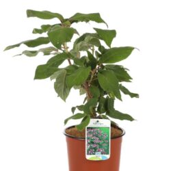 hydrangea aspera macrophylla ortensia 3