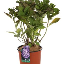 hydrangea macrophylla adria ortensia 1