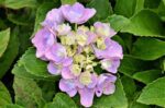 hydrangea macrophylla adria ortensia 2