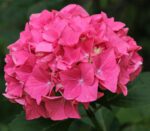 hydrangea macrophylla alpengluhen ortensia 2