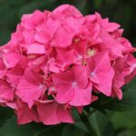 hydrangea macrophylla alpengluhen ortensia 2