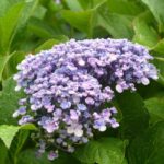 hydrangea macrophylla ayesha ortensia 2