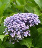 hydrangea macrophylla ayesha ortensia 2