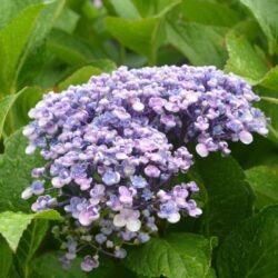 hydrangea macrophylla ayesha ortensia 2