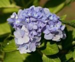hydrangea macrophylla bodensee ortensia 2