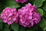 hydrangea macrophylla bouquet rose ortensia 2