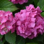 hydrangea macrophylla bouquet rose ortensia 2
