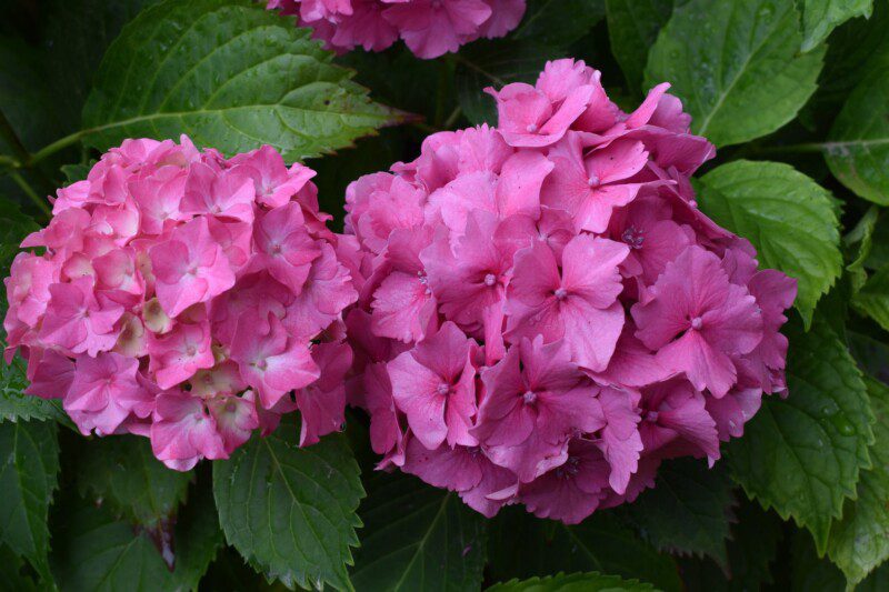 hydrangea macrophylla bouquet rose ortensia 2 hydrangea macrophylla bouquet rose ortensia 2