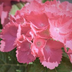 hydrangea macrophylla dolce farfalle ortensia 1