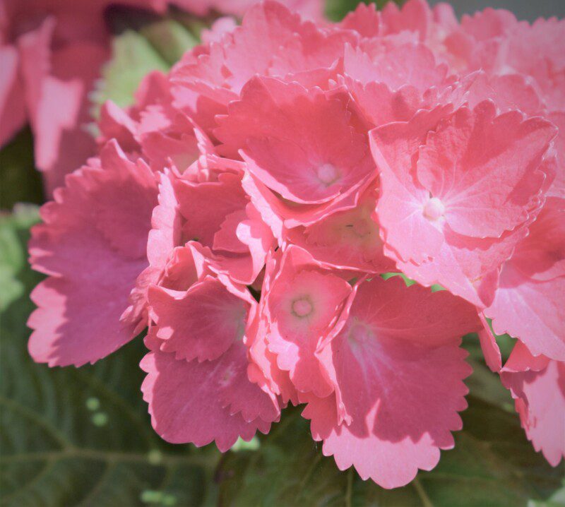 hydrangea macrophylla dolce farfalle ortensia 1 hydrangea macrophylla dolce farfalle ortensia 1