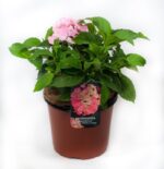 hydrangea macrophylla dolce farfalle ortensia